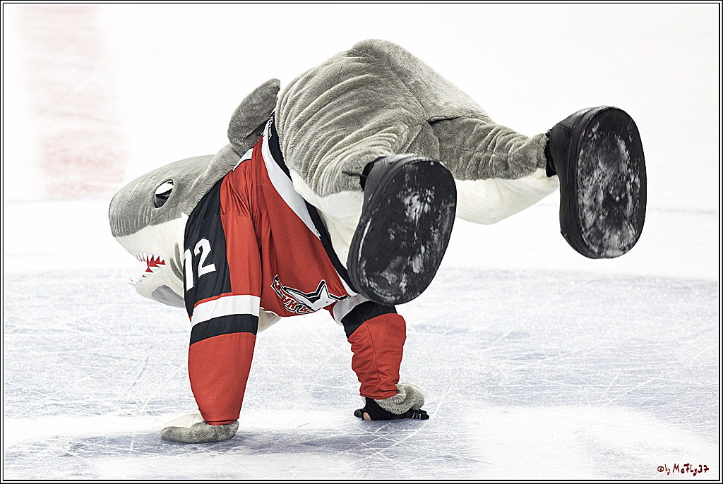 PENNY DEL;  Koelner Haie - Krefeld Pinguine; Koeln, 31.10.2021